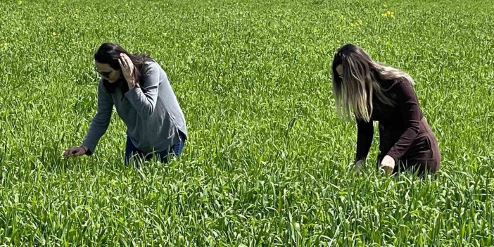 Cizre’de tarlalarda ‘süne’ mesaisi