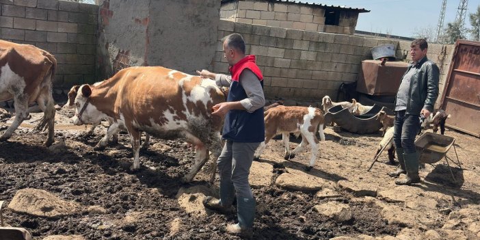 Cizre’de hayvan sağlığı için mesai