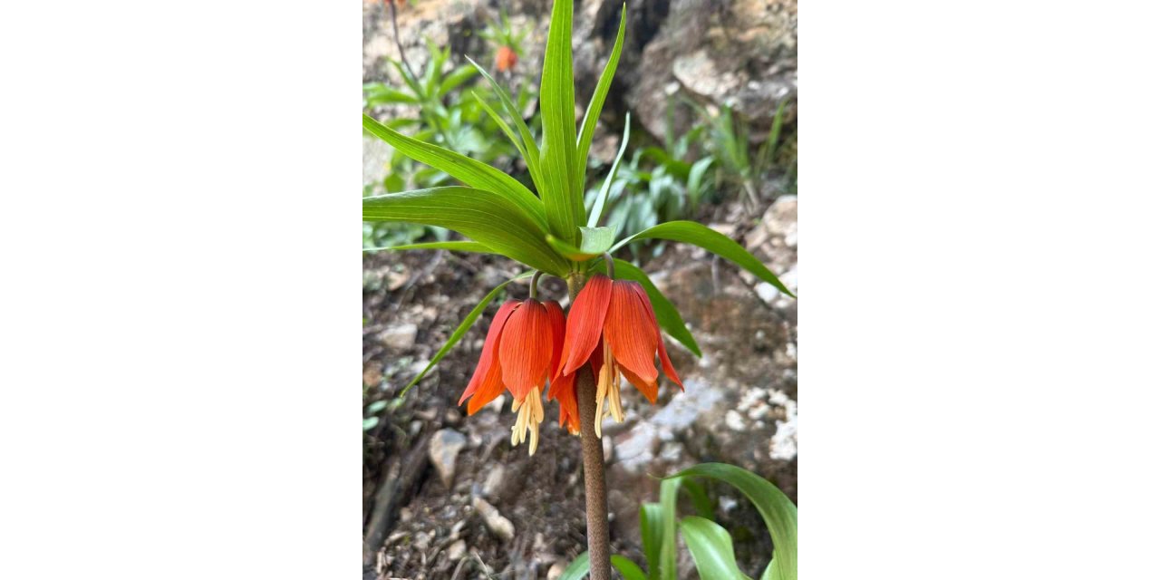 Hakkari’de ters laleler çiçek açtı