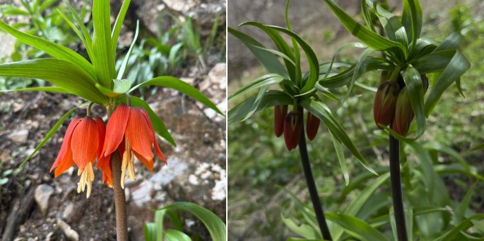 Hakkari’de ters laleler çiçek açtı