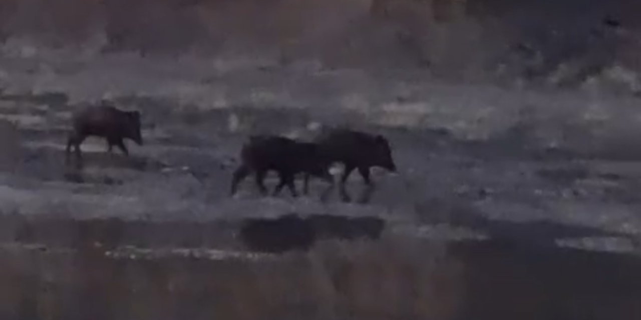 Yüksekova’da domuz sürüsü görüntülendi