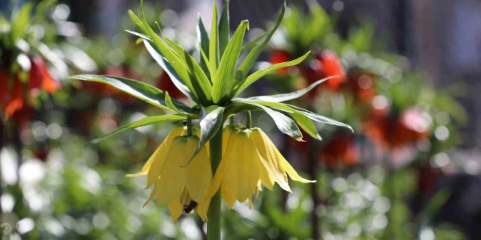 Beytüşşebap'ta ters laleler görsel şölen sundu
