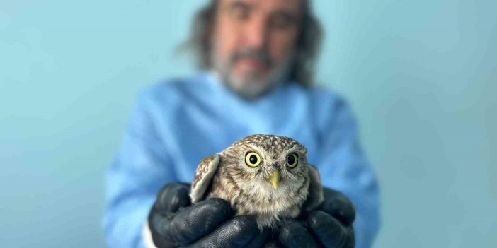 Van Gölü Havzası’nda avcıların elinden kurtarılan yaban hayvanlarına ne oluyor?