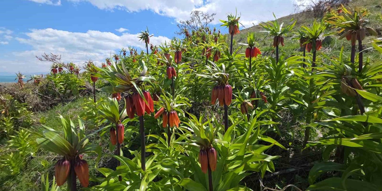 Gevaş'ta açan ters laleler göz kamaştırıyor