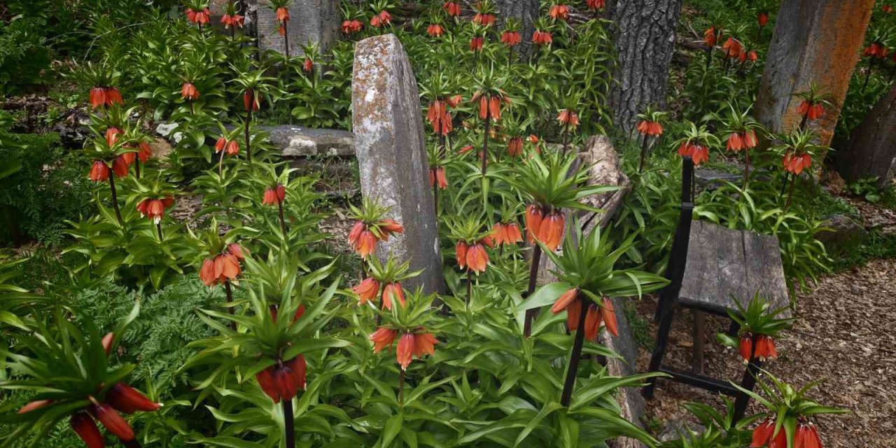 Bitlis’te açan ters laleler görsel şölen sunuyor