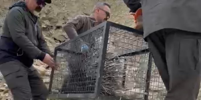 Yüksekova’da yaralı bulunan oklu kirpi yeniden doğaya bırakıldı