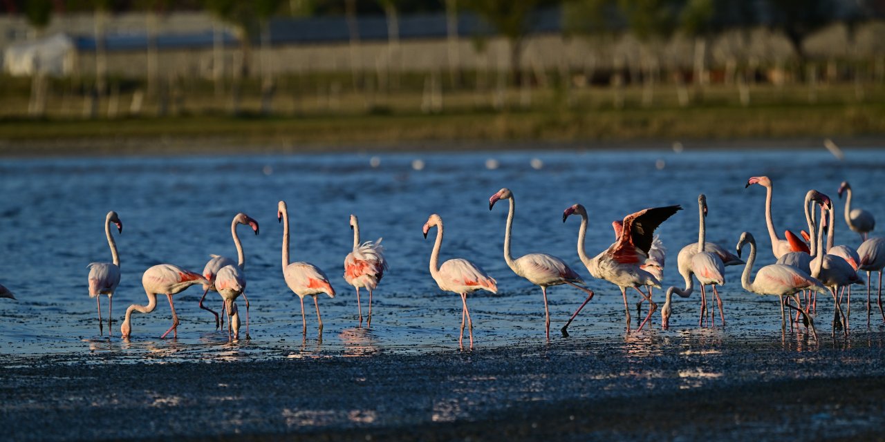 Van'da jandarma, flamingolar için 7/24 denetimde