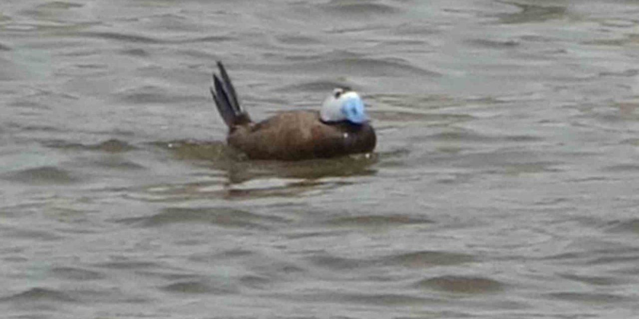 Van Gölü havzasında ’Mavi Gaga’ heyecanı