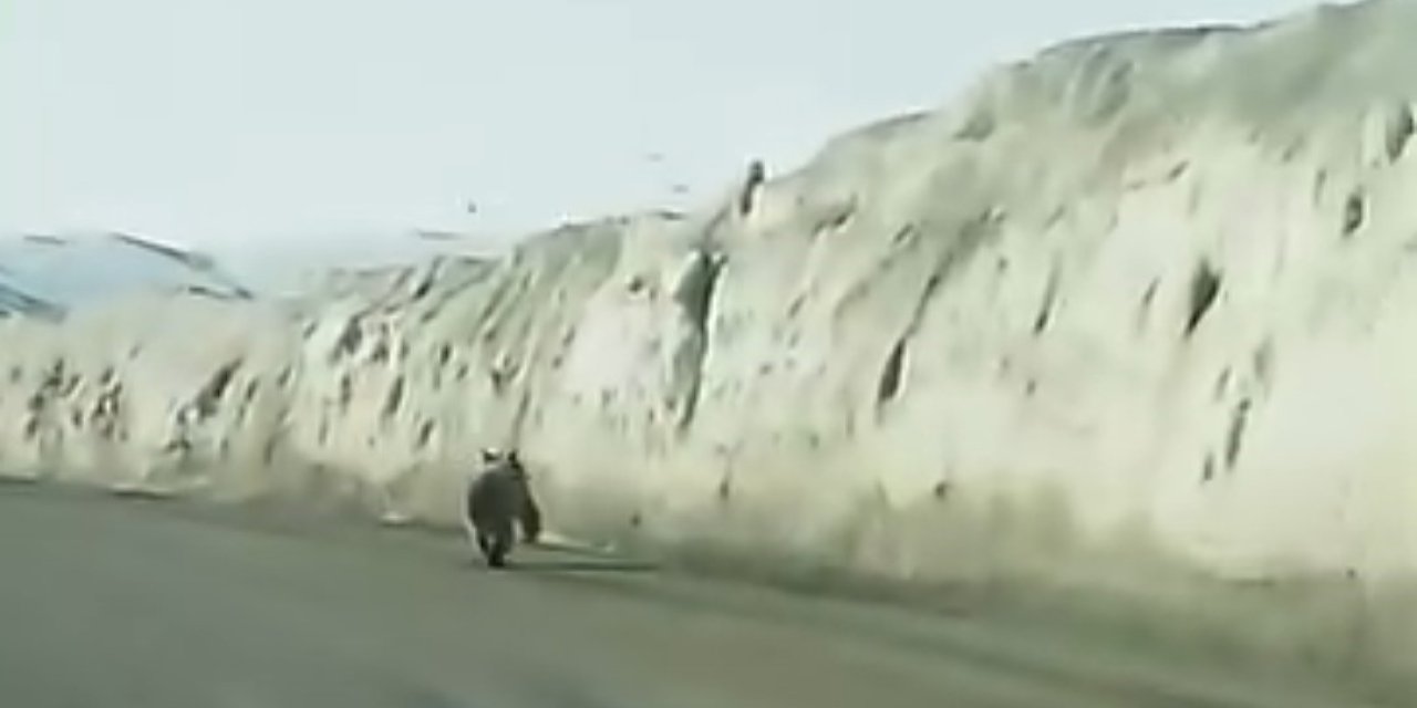 Van’da kara yoluna inen ayı kameraya yansıdı
