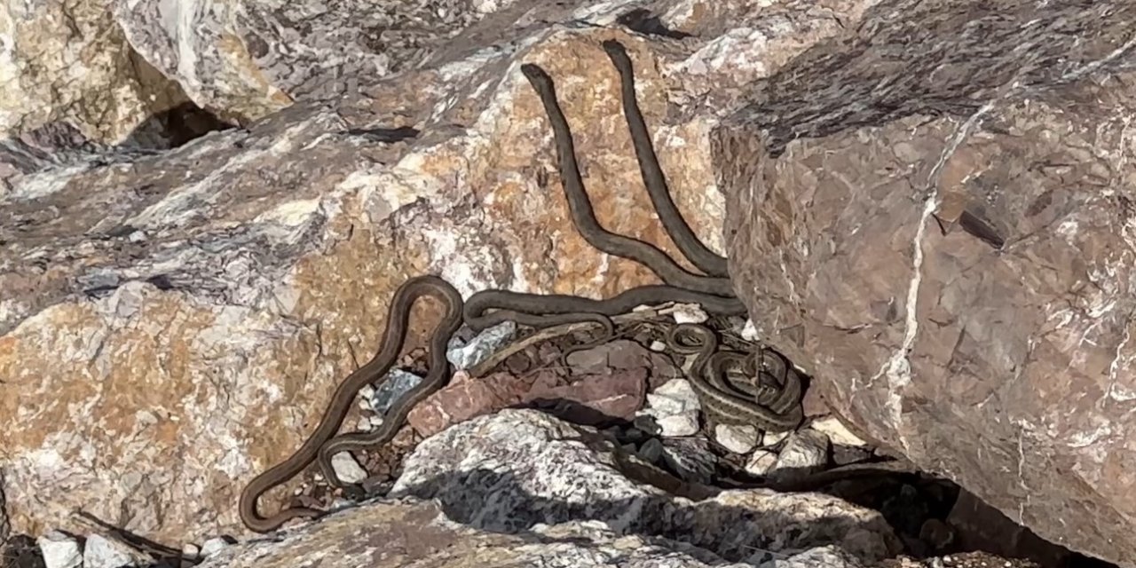 Yüksekova’da yılanlar gün yüzüne çıktı