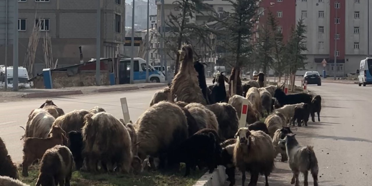 Yüksekova'da koyunlar refüjde otladı, sürücüler bekledi