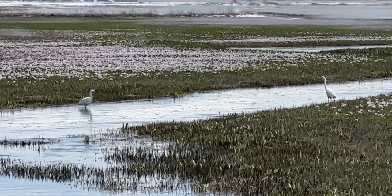 Yüksekova’da küçük akbalıkçıl kuşları görüntülendi