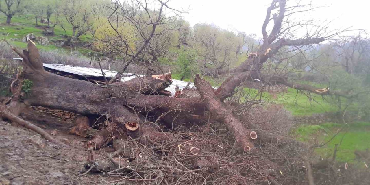 Derecik’te üzerine ağaç devrilen ağıldaki 4 keçi telef oldu