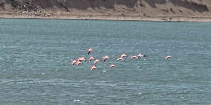 Allı turnalar Erçek Gölü’ne gelmeye başladı
