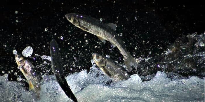 Van'da İnci kefalinin üreme göçüne sıkı takip