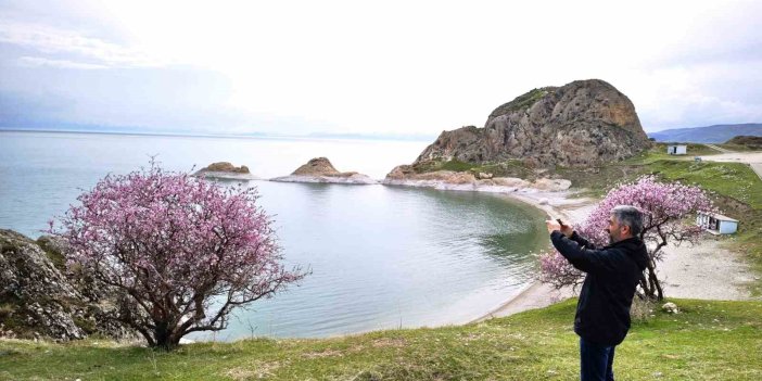 Badem çiçekleri Van Gölü kıyılarına renk kattı