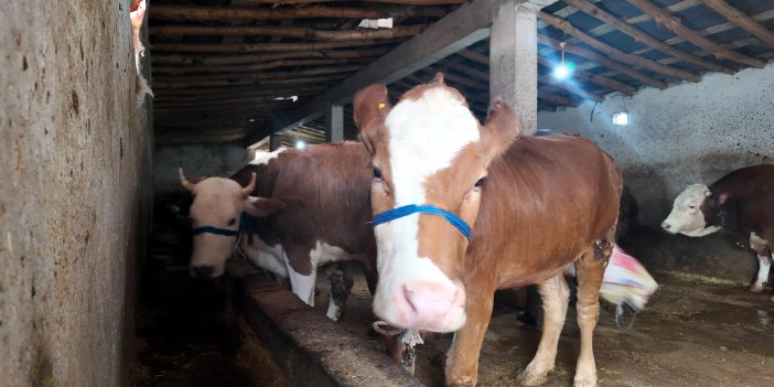 Erciş'te batıya kurbanlık sevkiyatı başladı