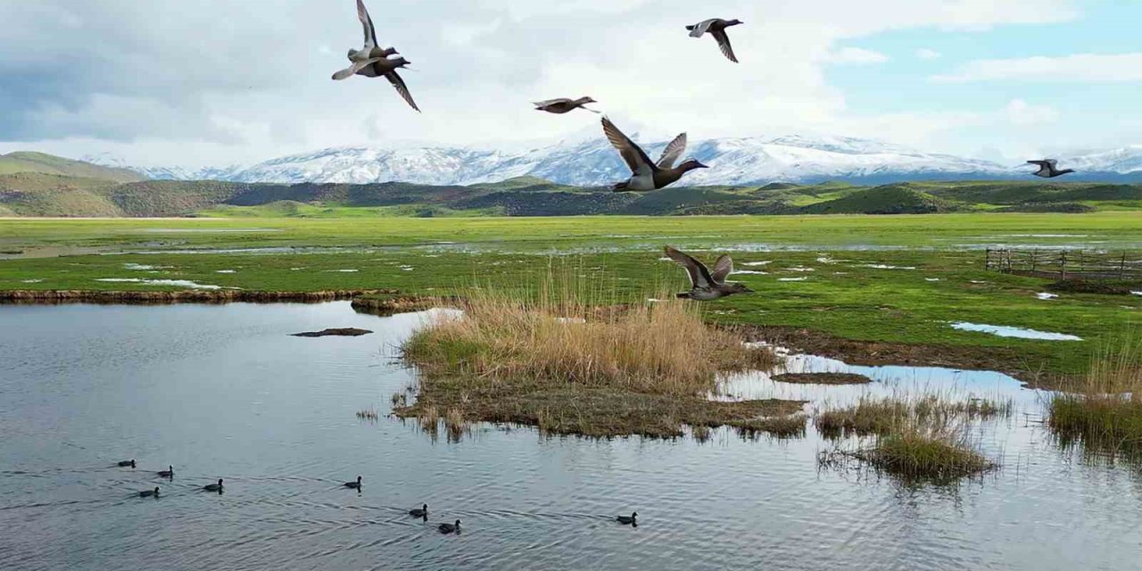 Bitlis’te sazlıklar kuşlarla doldu