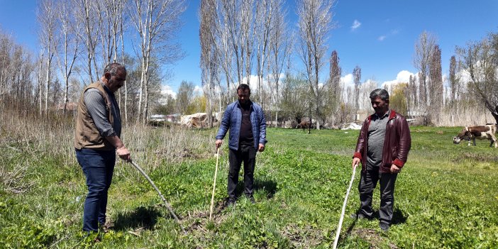 Çiftçilerin yaban domuzu nöbeti