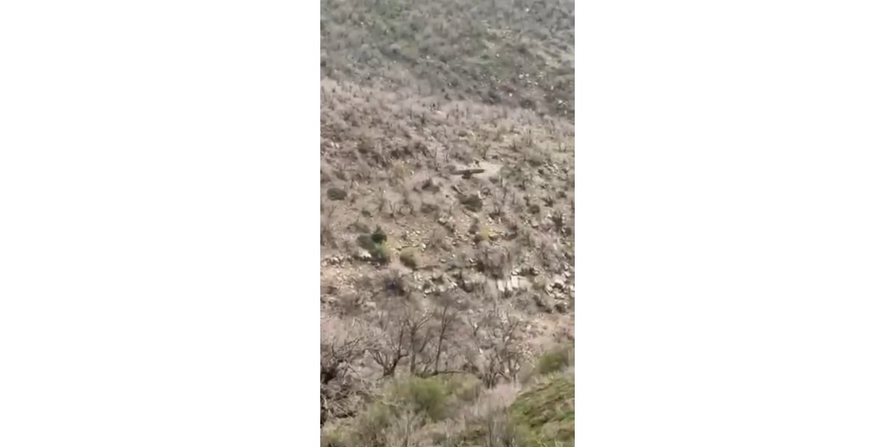 Şırnak’ta kartalın domuz avı kamerada
