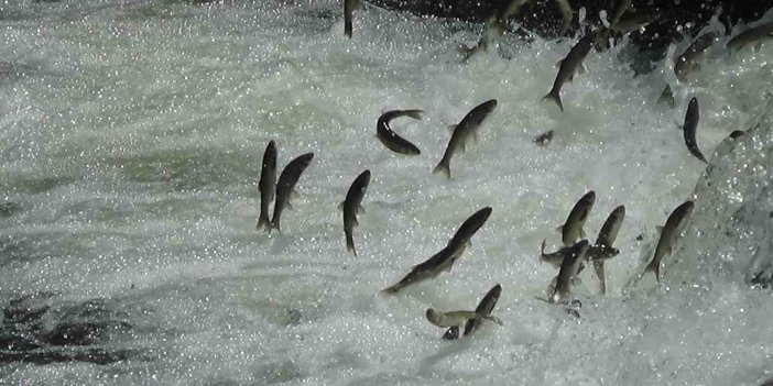 İnci kefallerinin Van Gölü’ne dökülen akarsulara girmesi için gereken şartlar tamam