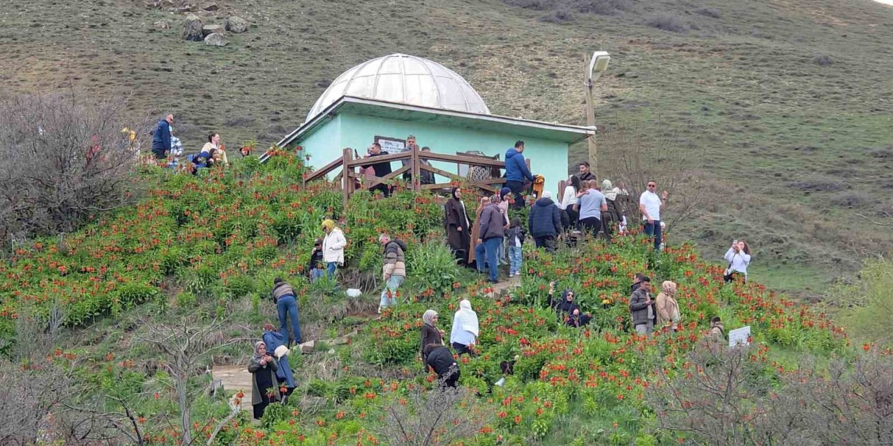 Trabzon’dan Van'a gelen ziyaretçiler ters lalelere hayran kaldı