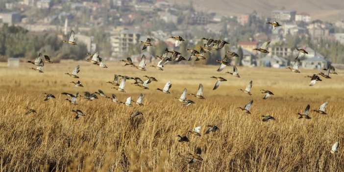 Yüksekova’daki Nehil Sazlığı’nda bahar hareketliliği
