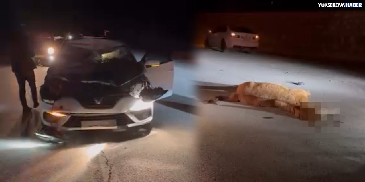 Yüksekova-Esendere yolunda kaza: 1 kişi yaralandı, bir hayvan öldü