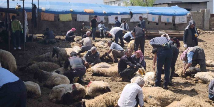 Göçerler yüzlerce koyunu imece usulü kırkıyor