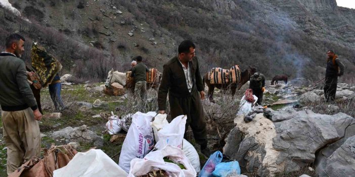 Şırnak'ta pancar toplamak için dağ bayır demeden geziyorlar
