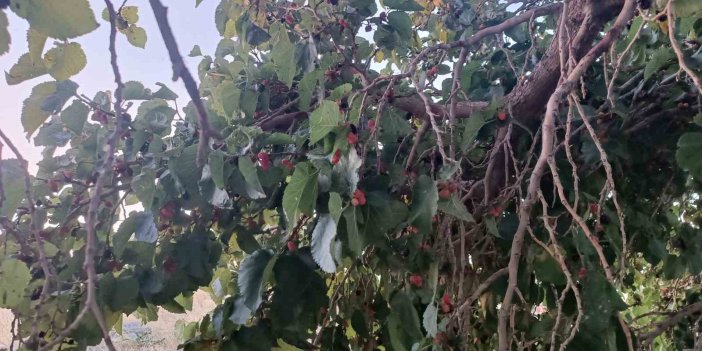 Hizan için dut yetiştiriciliği raporu açıklandı