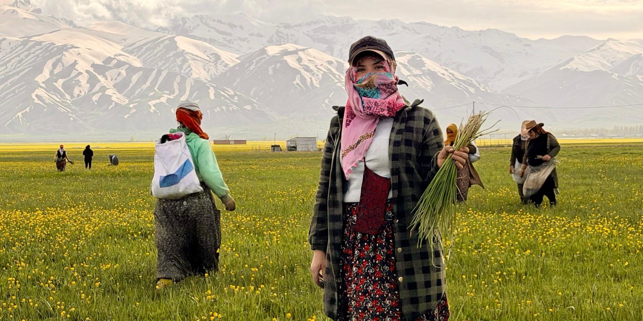 Yüksekova Ovası’nda kadınlar peynir sezonu için yaban sarımsağı topluyor