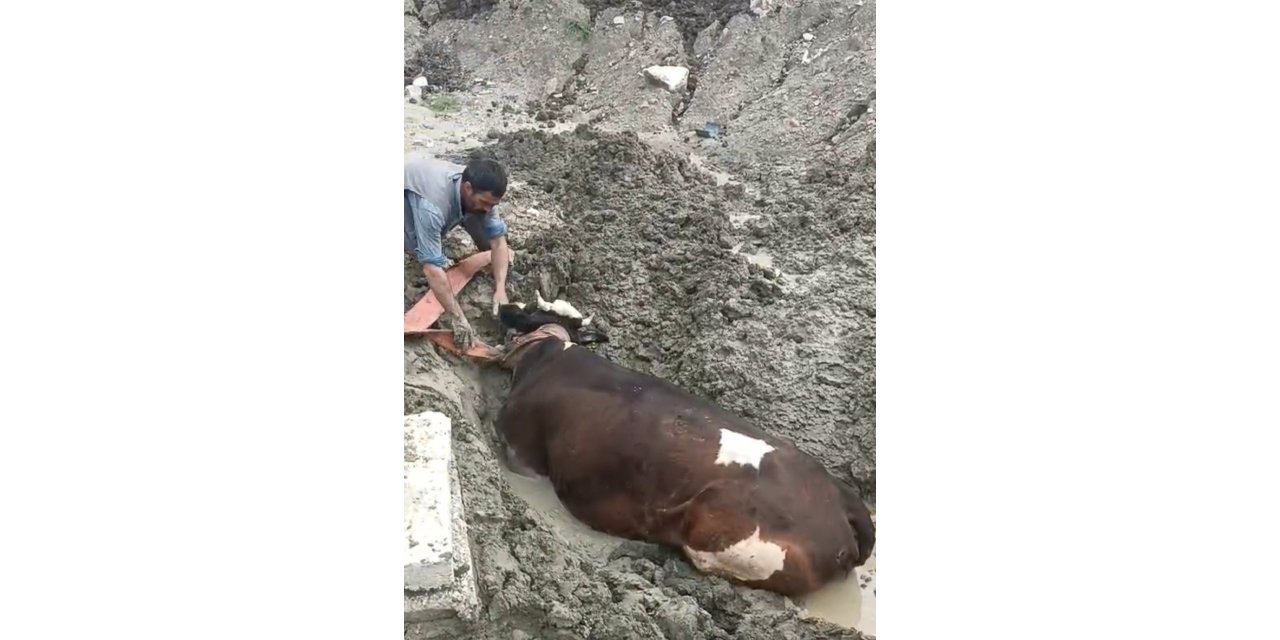 Diyarbakır'da bataklıkta mahsur kalan inek iş makinesiyle kurtarıldı