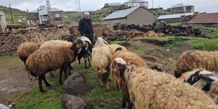 Adilcevaz’da kurt saldırısı: 3 koyun telef oldu, 20 koyun yaralandı