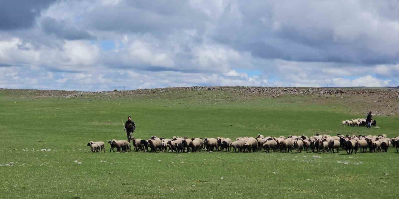 Bitlis'te sürüler yaylaya çıktı