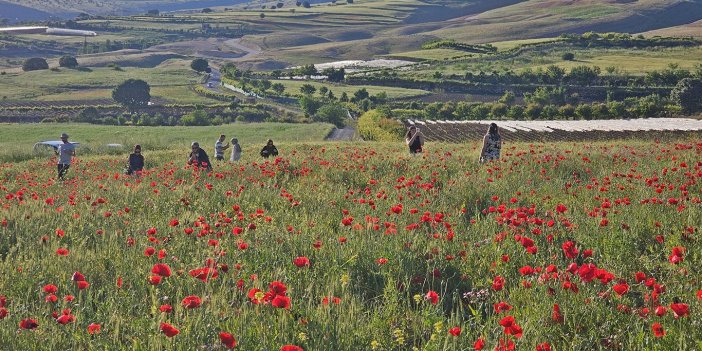 Şırnak’ta gelincik tarlasında hayran bırakan manzara