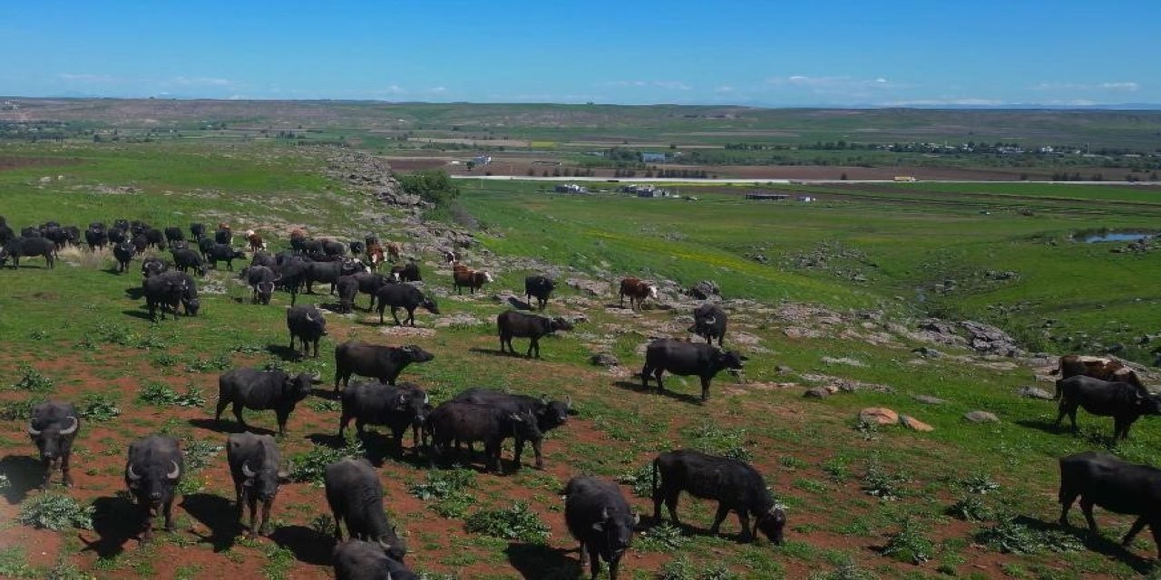 Diyarbakır’da manda sayısı 21 bin 500’e ulaştı
