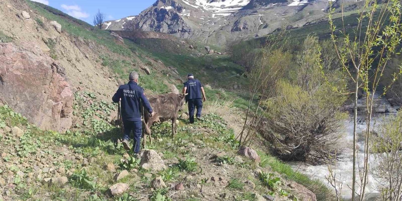 Hakkari’de bataklığa saplanan inek kurtarıldı