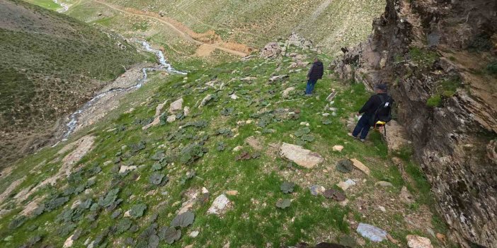 Bitlis’te “yayla muzu” mesaisi başladı