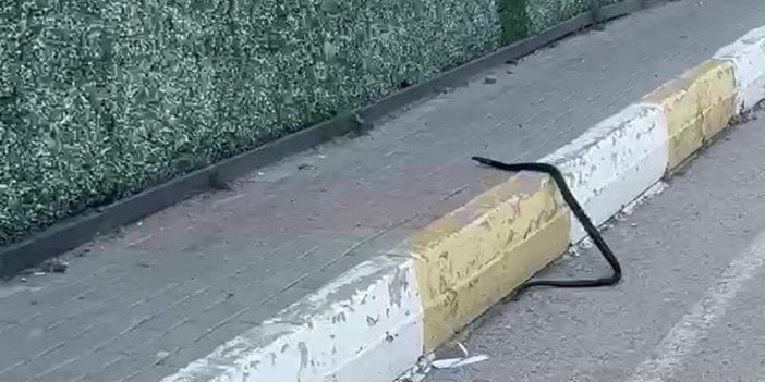 Şırnak’ta yılan paniği: Kaldırımdaki yılan korkuttu