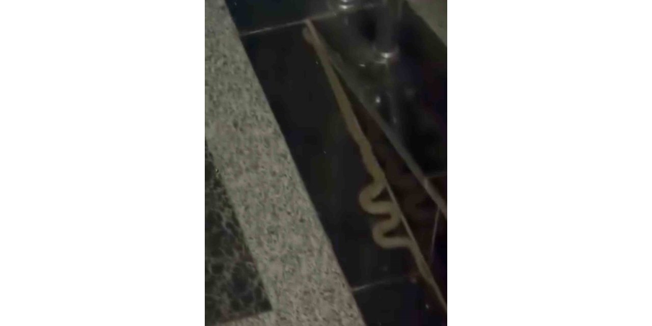 Diyarbakır’da binaya giren yılan korkuttu