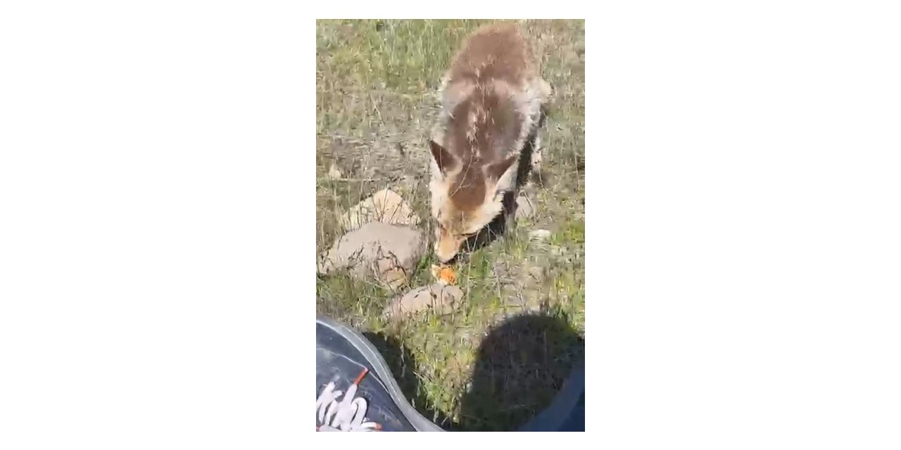 Ahlat’ta aç tilki piknikçilerin sofrasına misafir oldu