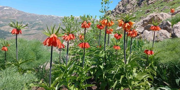 Hakkari’de 2 bin 700 rakımda ters laleler görüntülendi