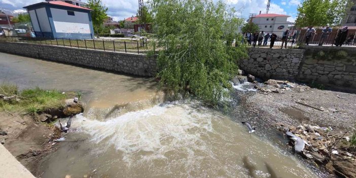 İnci kefalleri Akköprü Deresi’ne geri döndü