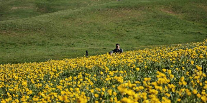 Bitlis'te Sütey Yaylası sarı düğün çiçekleriyle renklendi