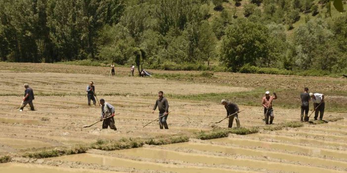 Bitlis’te çeltik ekimi başladı