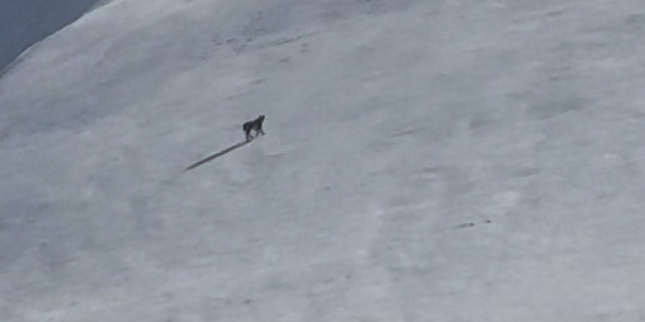 Bitlis’te nesli tehlike altında olan vaşak görüldü