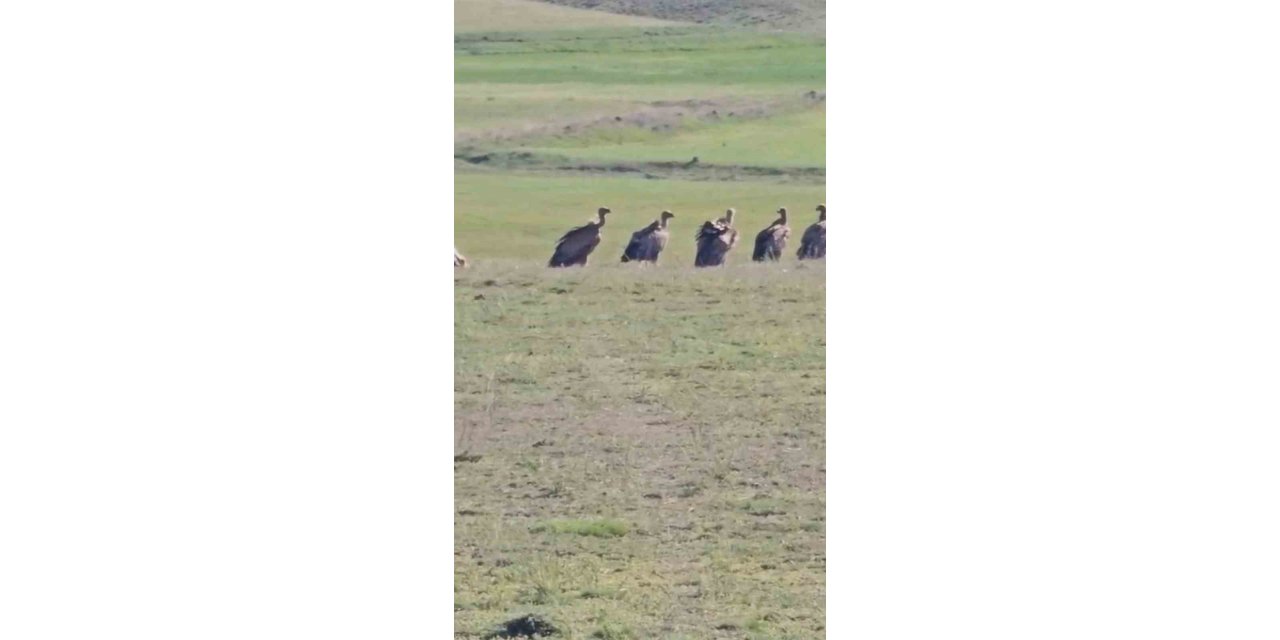 Van'ın Özalp ilçesinde kızıl akbaba sürüsü görüldü