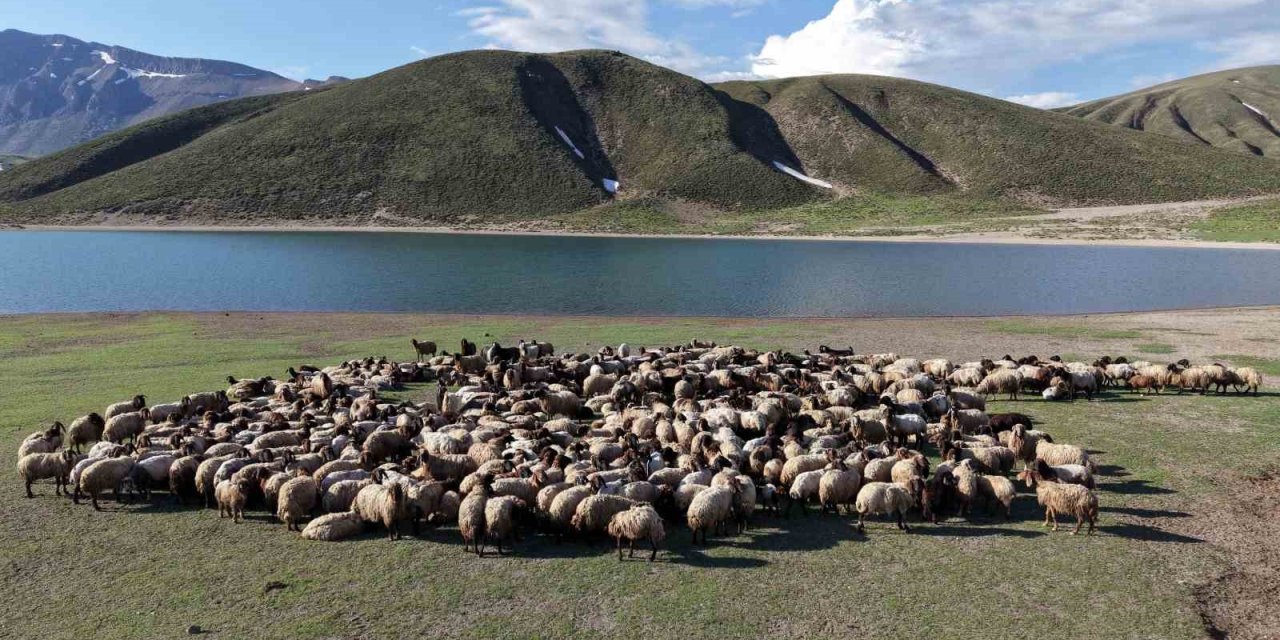 Göçerler yayla sezonunu Bitlis’te açtı