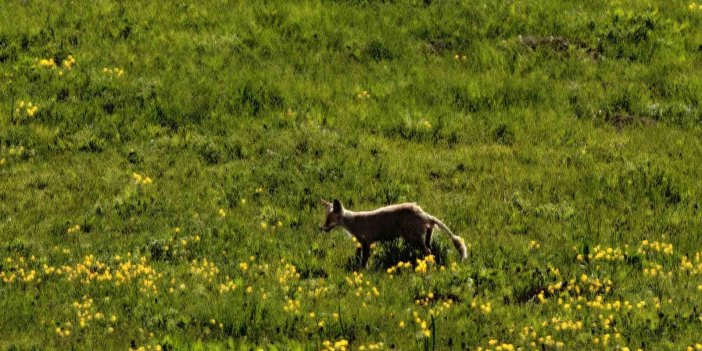 Bitlis kırsalında yiyecek arayan tilki görüntülendi